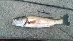 セイゴ（ヒラスズキ）の釣果