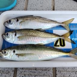 アジ
