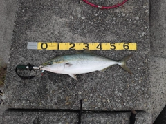 ハマチの釣果