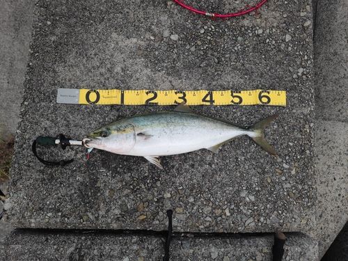 ハマチの釣果