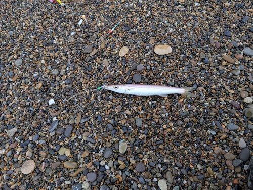 カマスの釣果