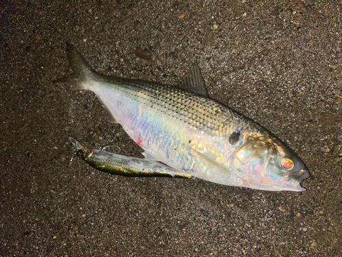 コノシロの釣果