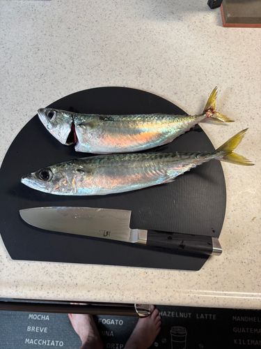 サバの釣果
