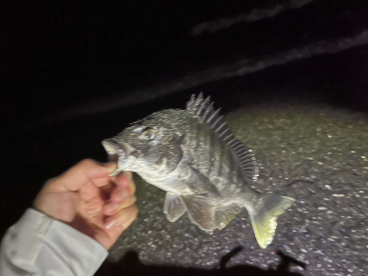 クロダイ