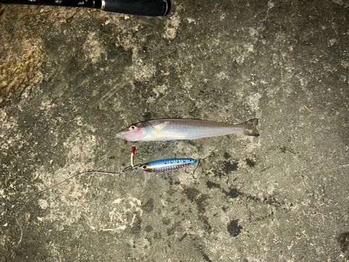 キスの釣果