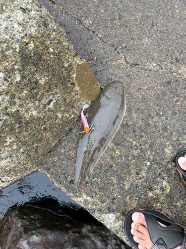 シタビラメの釣果
