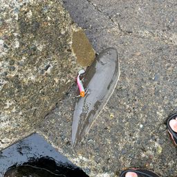 シタビラメ