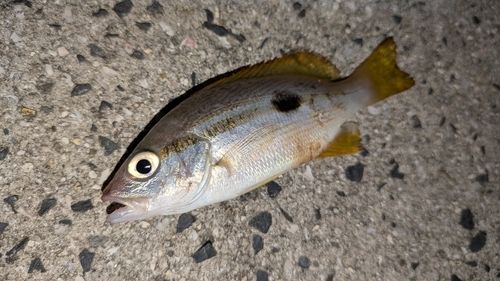 ニセクロホシフエダイの釣果