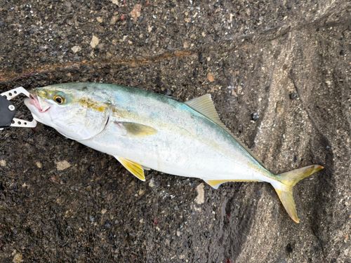 イナダの釣果