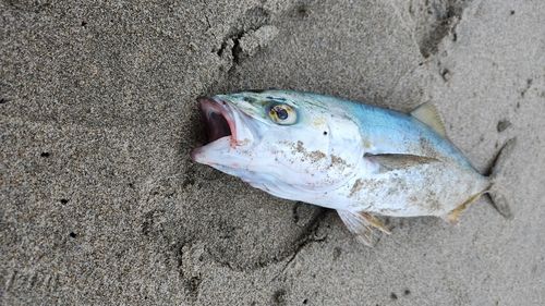 伊良湖岬