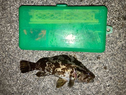 ベッコウゾイの釣果