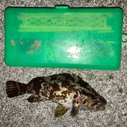 ベッコウゾイ