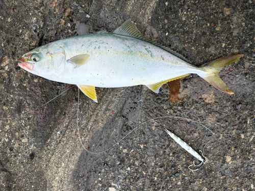 イナダの釣果