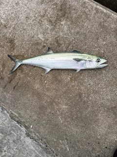 サゴシの釣果