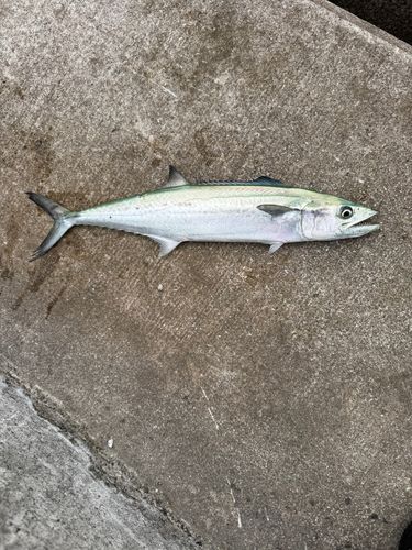 サゴシの釣果