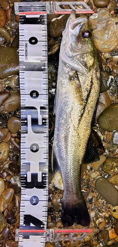 セイゴ（マルスズキ）の釣果