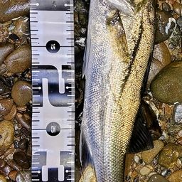 セイゴ（マルスズキ）