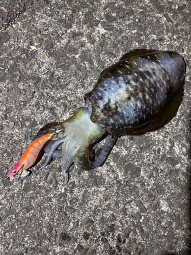 大分港