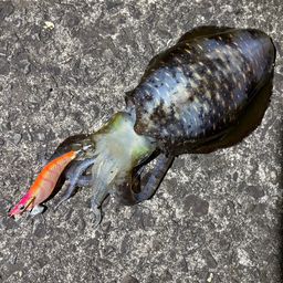 アオリイカ