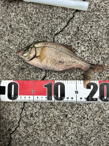 ウミタナゴの釣果