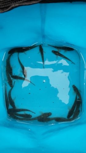 マハゼの釣果