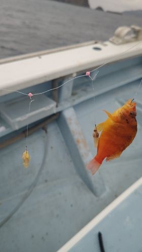釣果