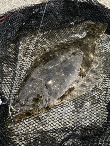 ヒラメの釣果