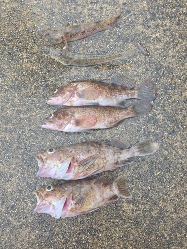 キジハタの釣果