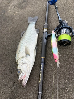 フッコ（ヒラスズキ）の釣果