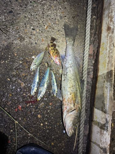アジの釣果