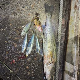 アジ