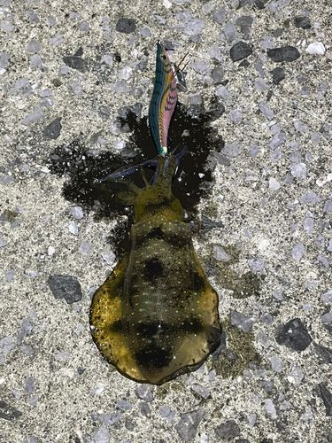 アオリイカの釣果