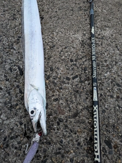 タチウオの釣果