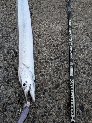 タチウオの釣果