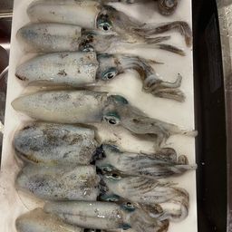 アオリイカ