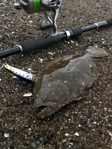 ソゲの釣果