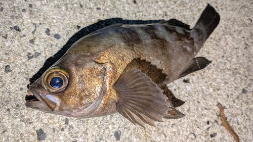 メバルの釣果