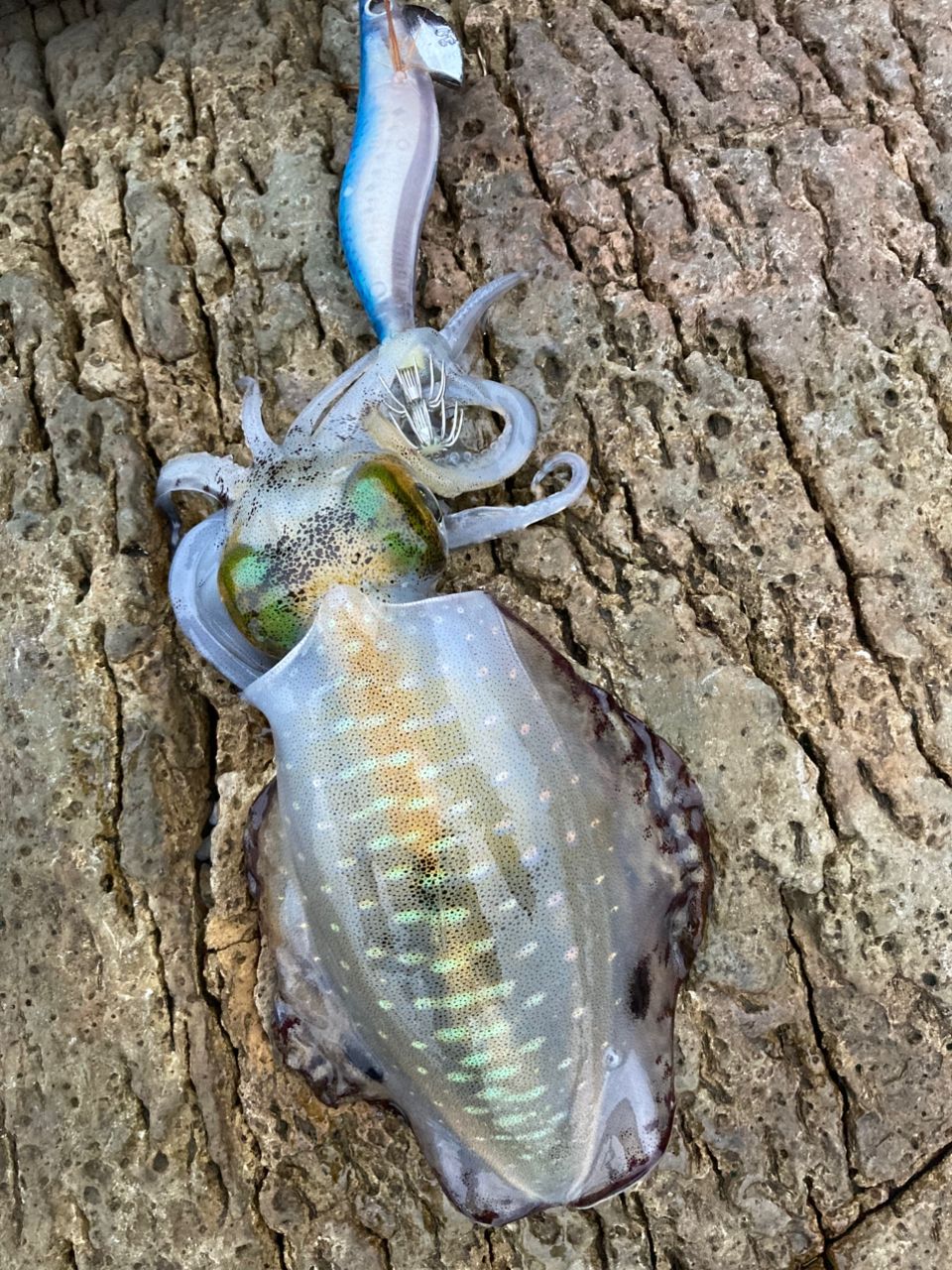 MajorCraft 「三代目」クロステージ クロダイ CRX-T782ML黒鯛の最安値