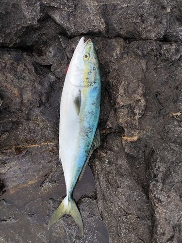 イナダの釣果