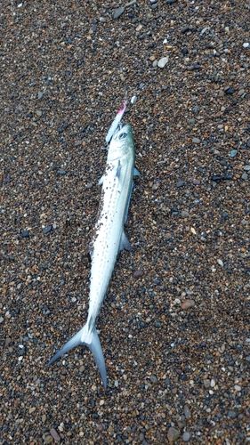 サゴシの釣果
