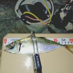 アジ