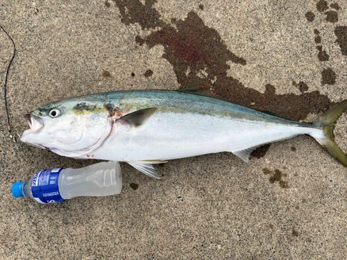 ワラサの釣果