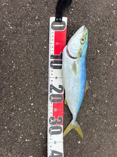 ワカシの釣果