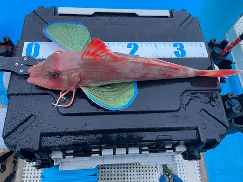 ホウボウの釣果