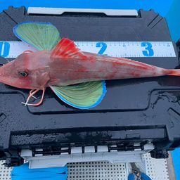 ホウボウ