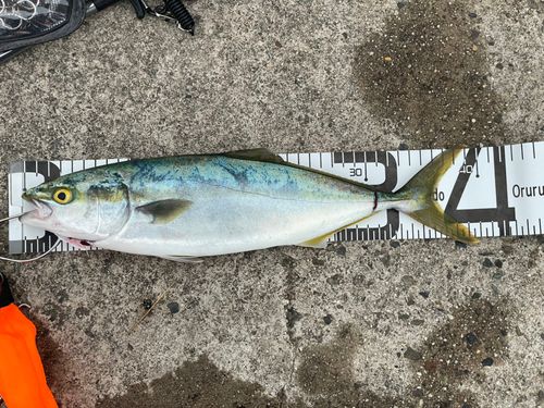 ハマチの釣果