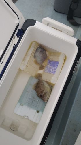 カワハギの釣果