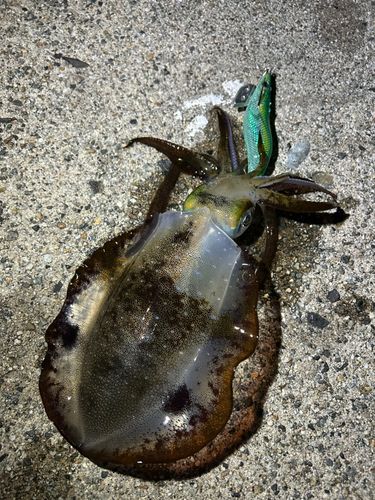 アオリイカの釣果