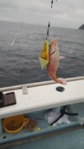 釣果