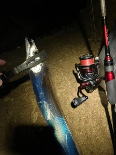 タチウオの釣果